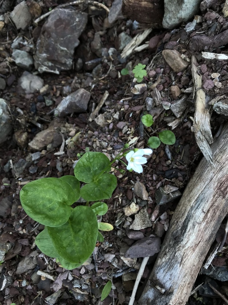 Heartleaf Springbeauty photo 6