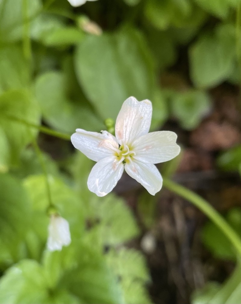 Heartleaf Springbeauty photo 7