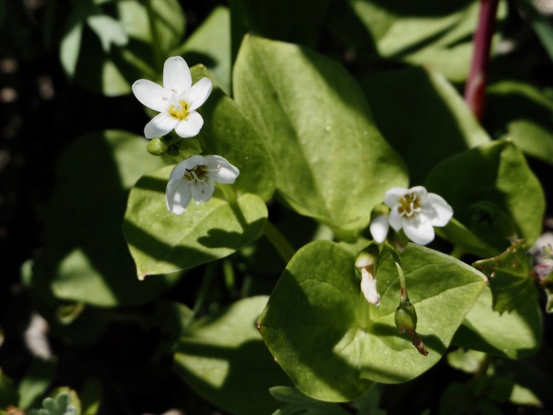 Heartleaf Springbeauty photo 8