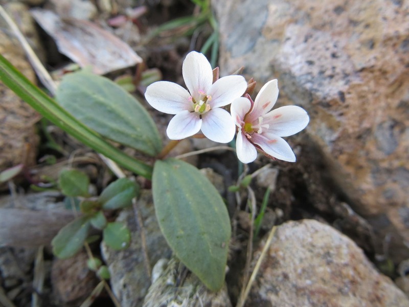 Claytonia crawfordii