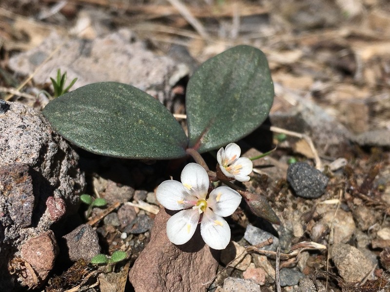 Claytonia crawfordii photo 2