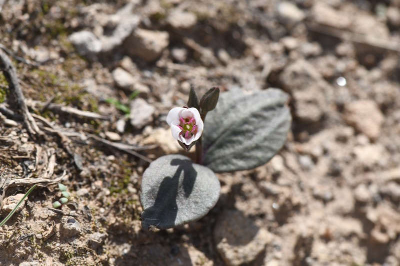 Claytonia crawfordii photo 3