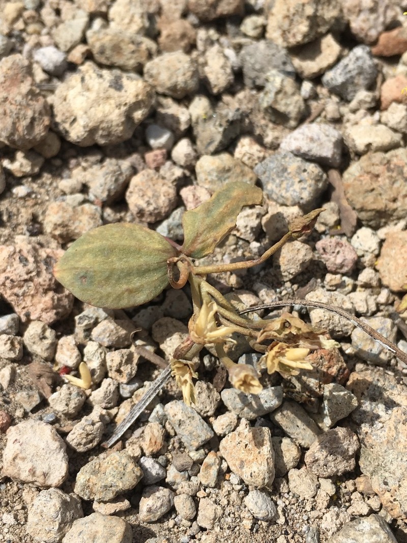 Claytonia crawfordii photo 4