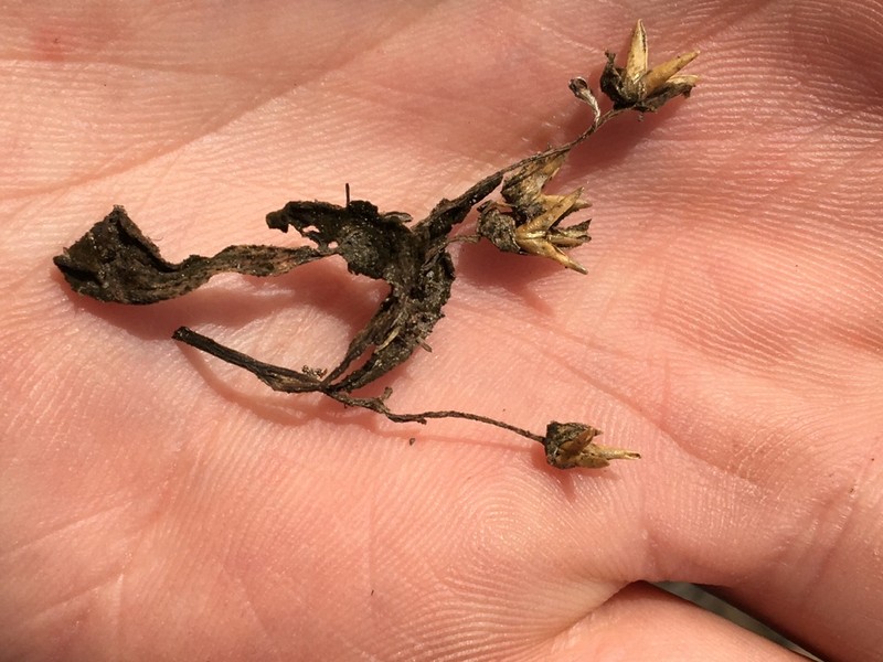 Claytonia crawfordii photo 5