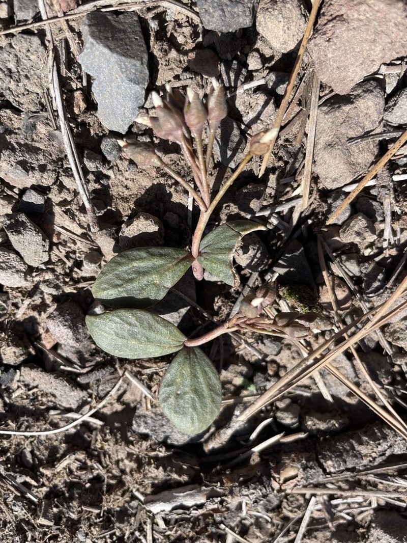 Claytonia crawfordii photo 6