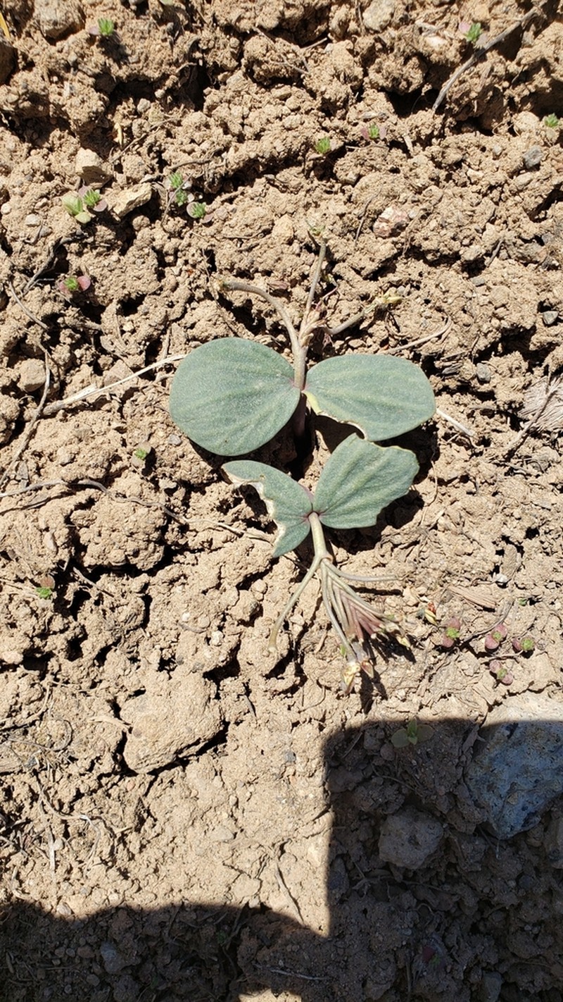 Claytonia crawfordii photo 7