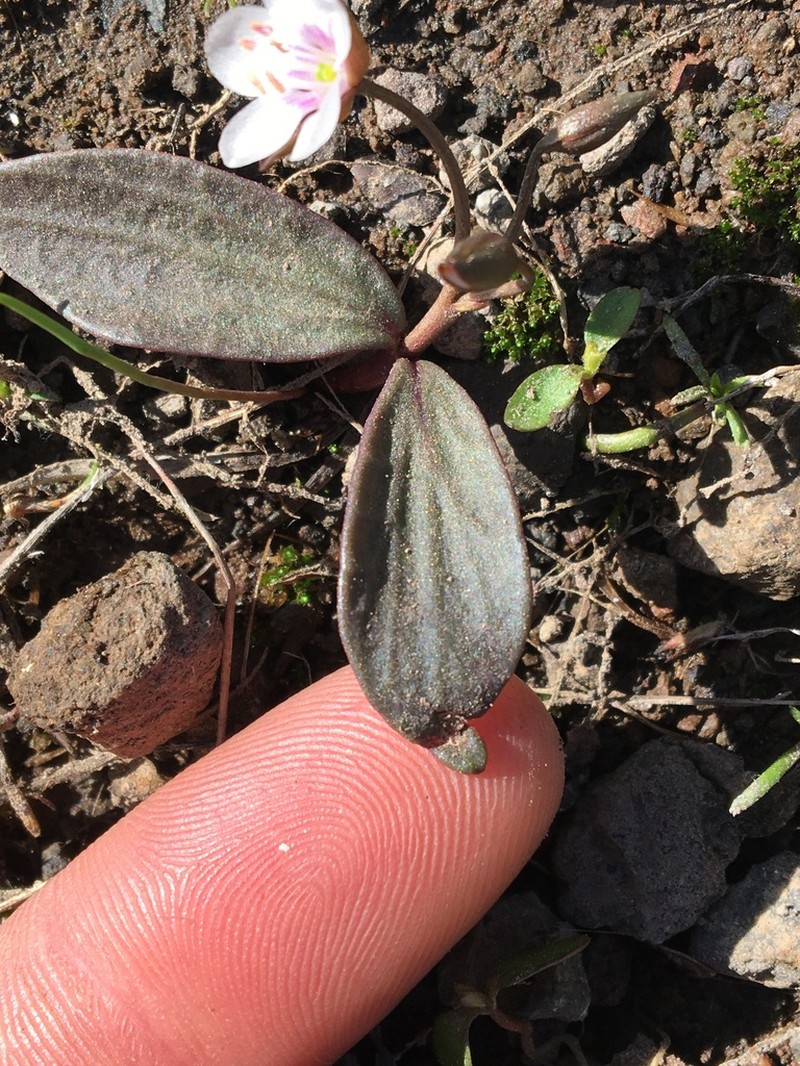 Claytonia crawfordii photo 8