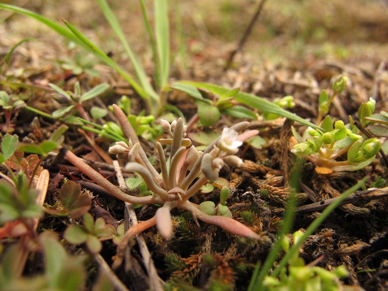 Serpentine Springbeauty