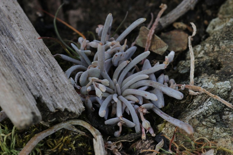 Serpentine Springbeauty photo 2