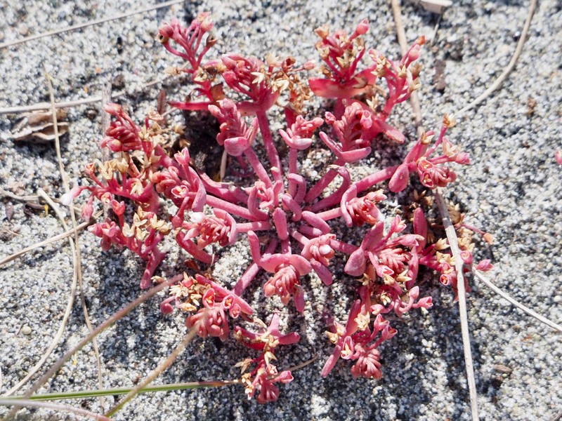 Serpentine Springbeauty photo 3