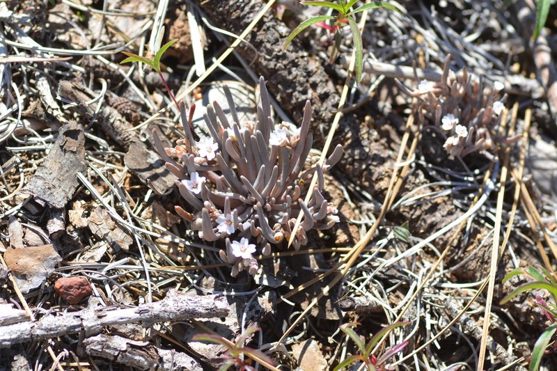 Serpentine Springbeauty photo 4