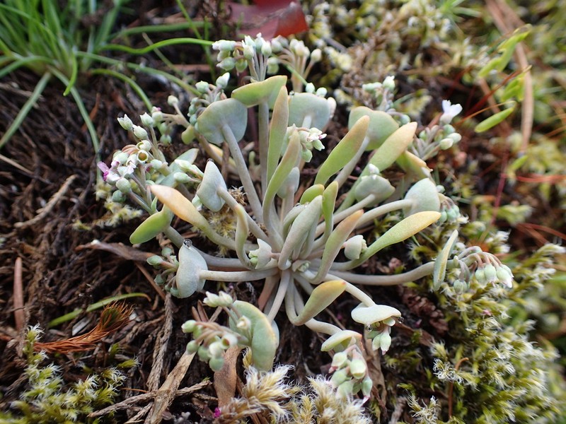 Serpentine Springbeauty photo 5