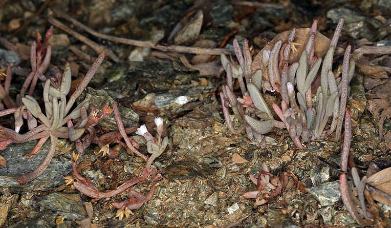 Serpentine Springbeauty photo 6