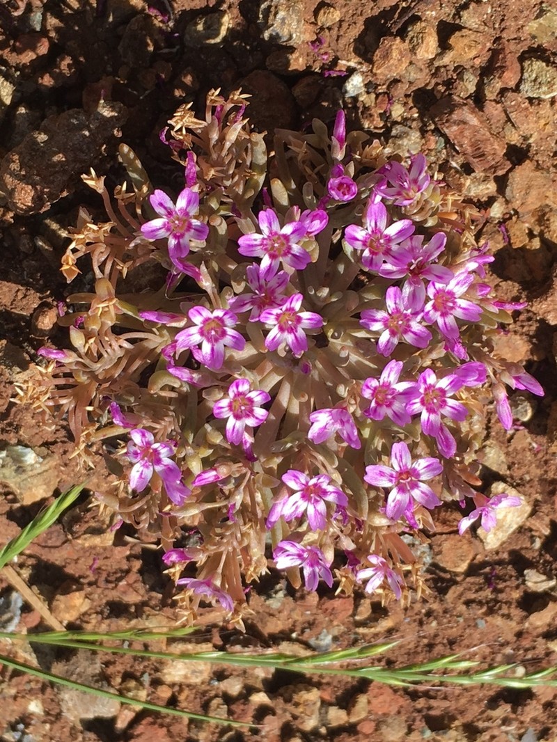 Serpentine Springbeauty photo 7