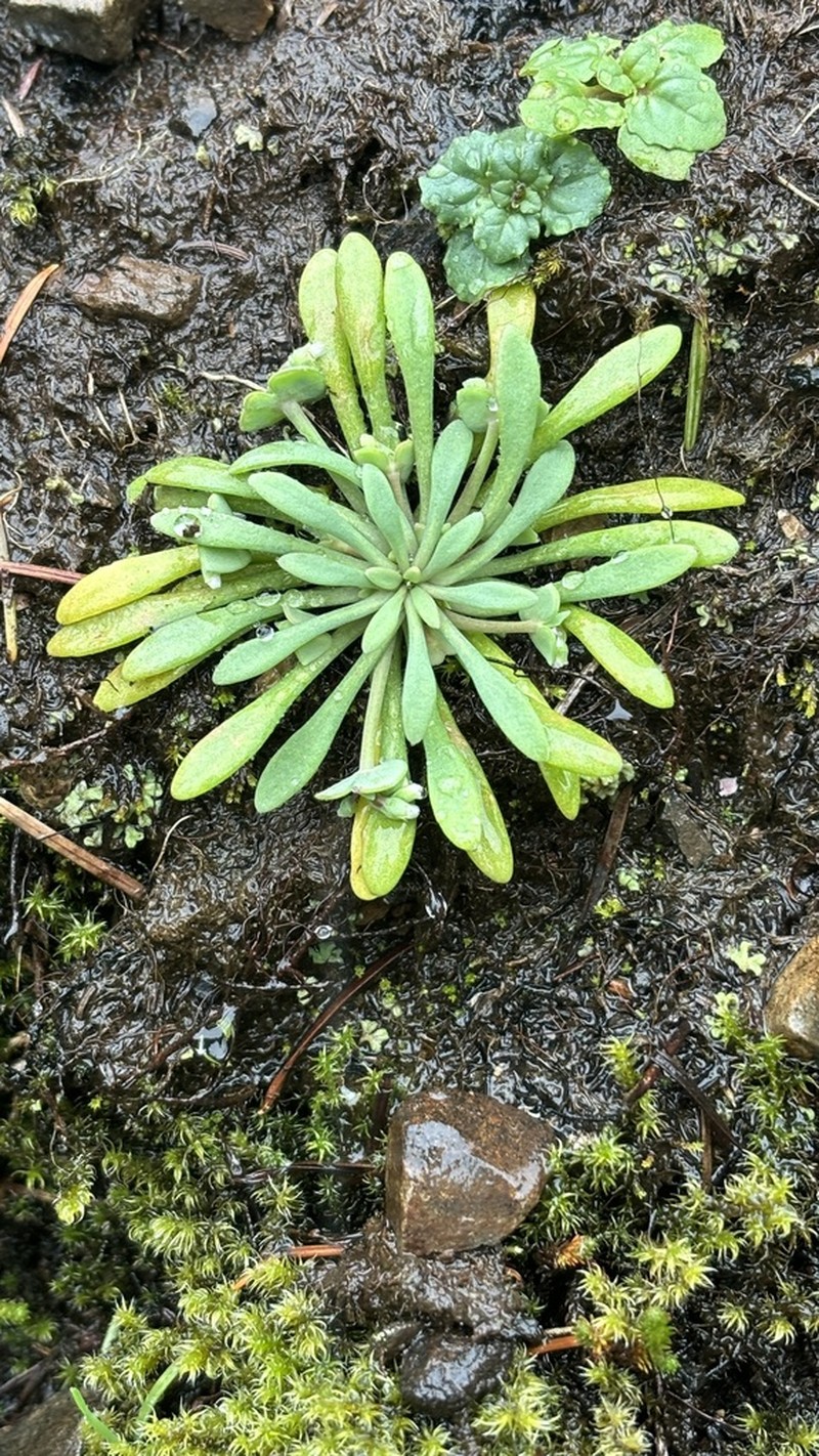 Serpentine Springbeauty photo 8