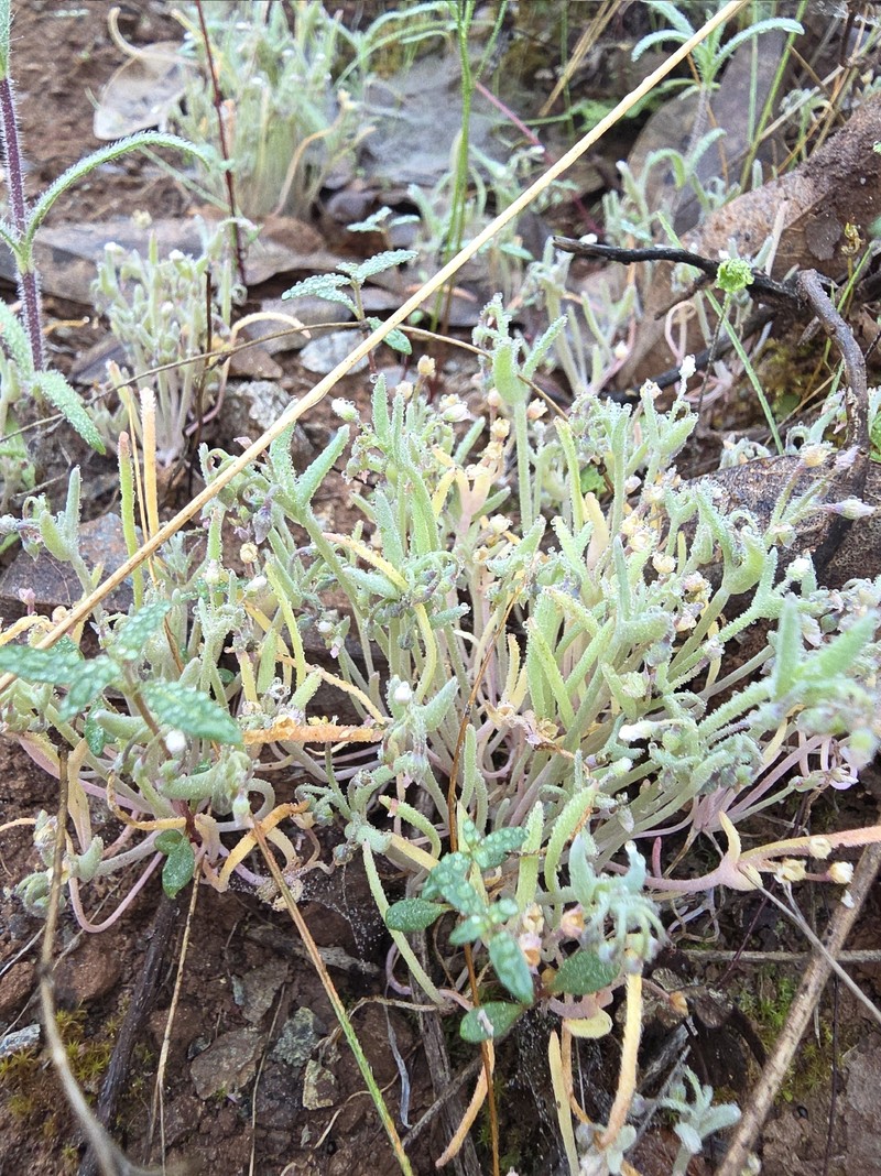 Claytonia exigua subsp. exigua