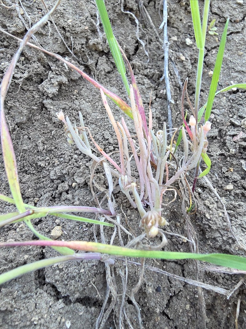 Claytonia exigua subsp. exigua photo 2