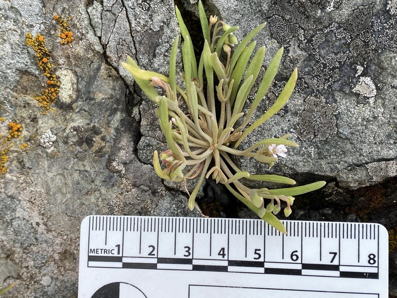 Claytonia exigua subsp. exigua photo 3