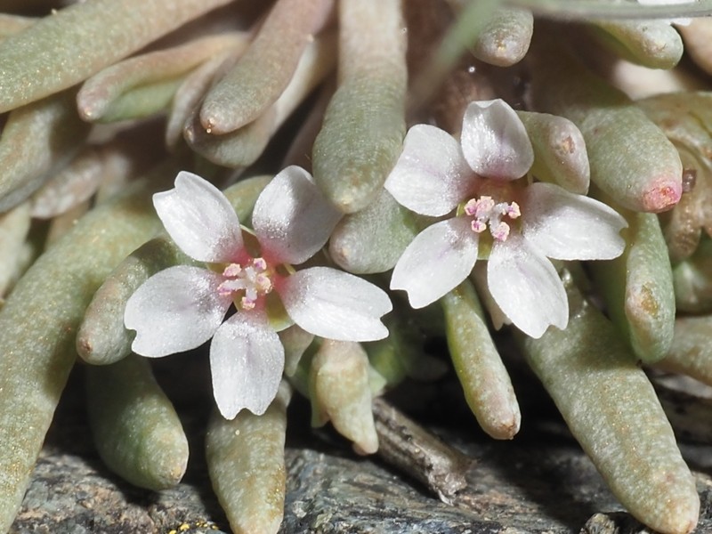 Claytonia exigua subsp. exigua photo 5