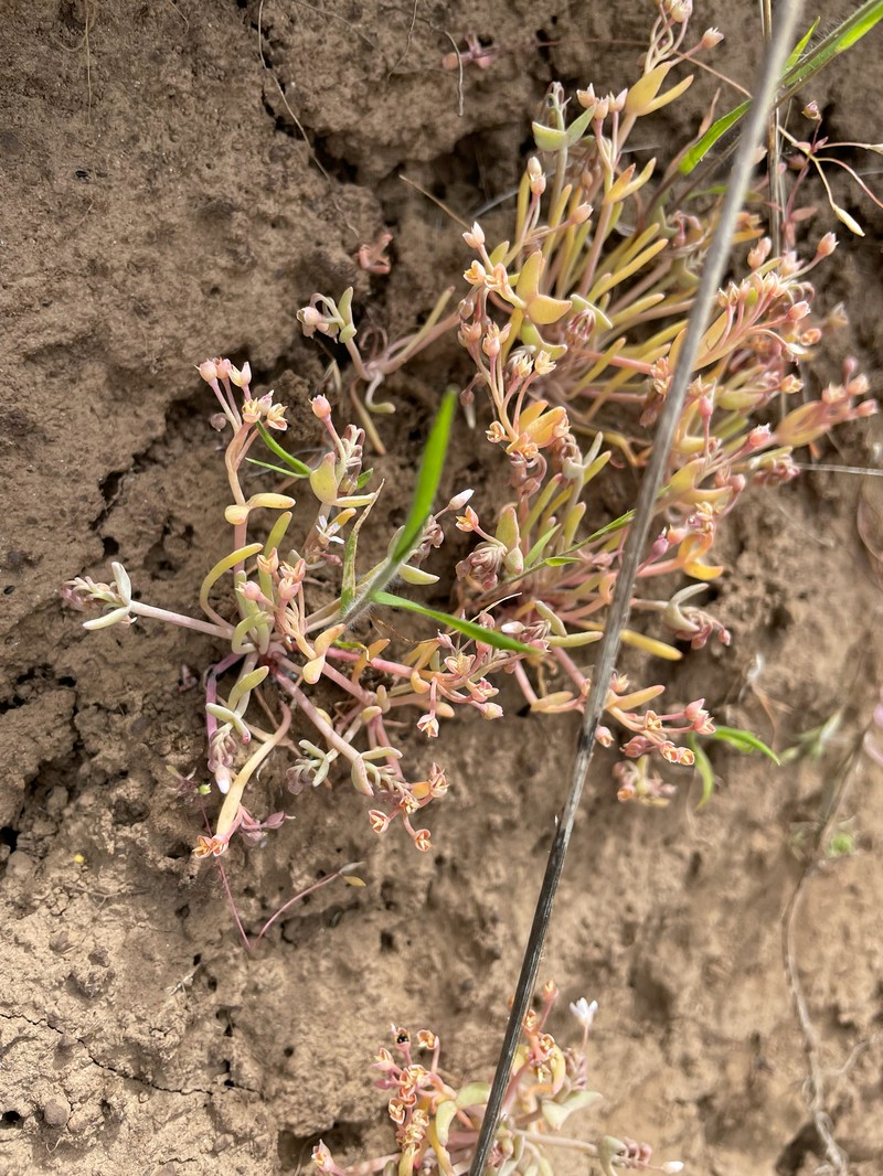 Claytonia exigua subsp. exigua photo 6