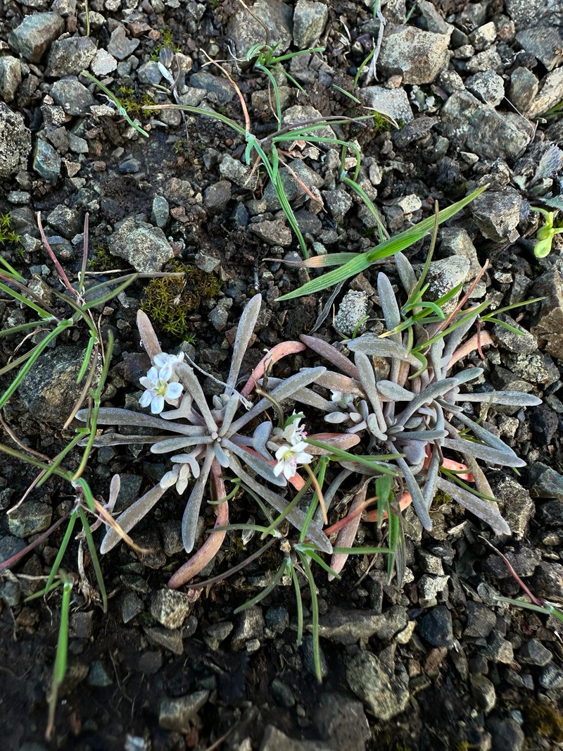 Claytonia exigua subsp. glauca