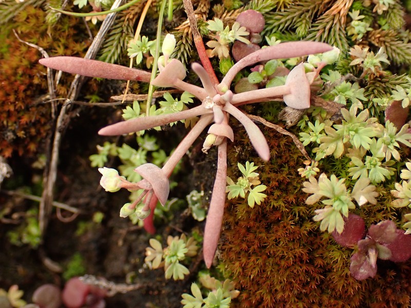 Claytonia exigua subsp. glauca photo 2