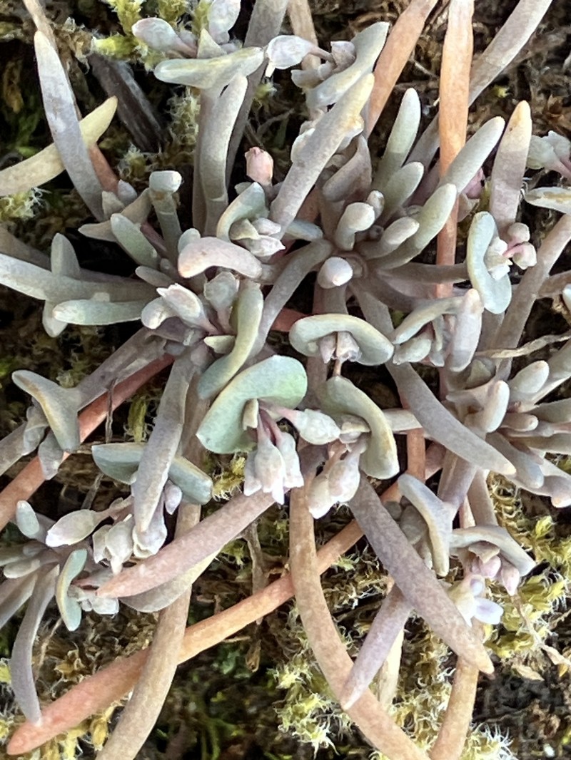 Claytonia exigua subsp. glauca photo 3