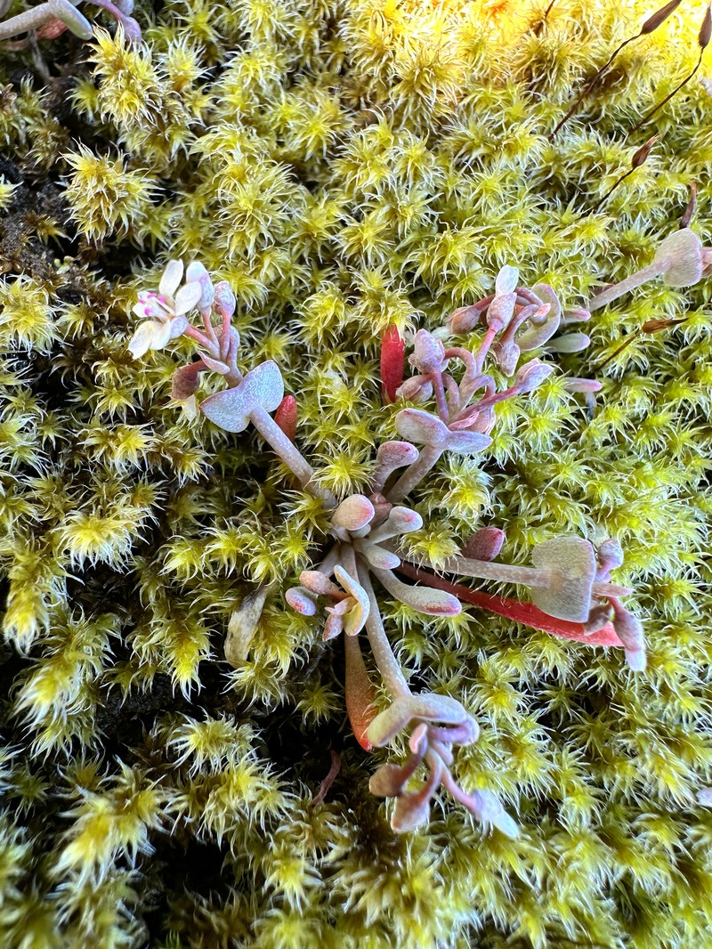 Claytonia exigua subsp. glauca photo 4