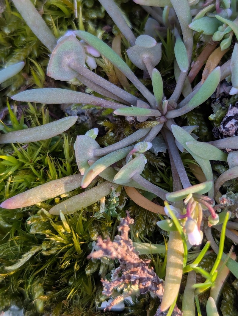 Claytonia exigua subsp. glauca photo 5