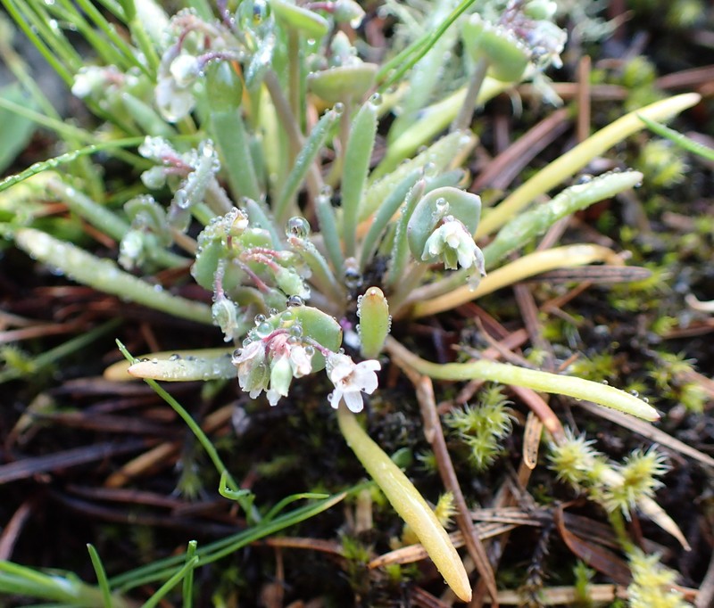 Claytonia exigua subsp. glauca photo 6