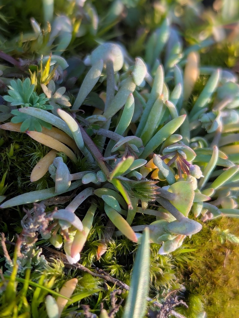 Claytonia exigua subsp. glauca photo 7