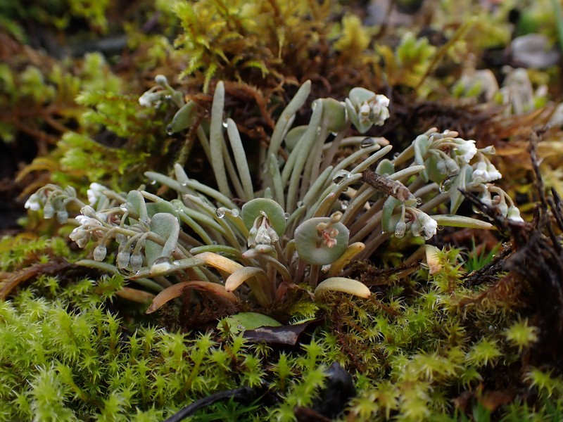 Claytonia exigua subsp. glauca photo 8