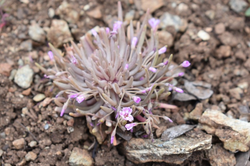 Gypsum Springbeauty