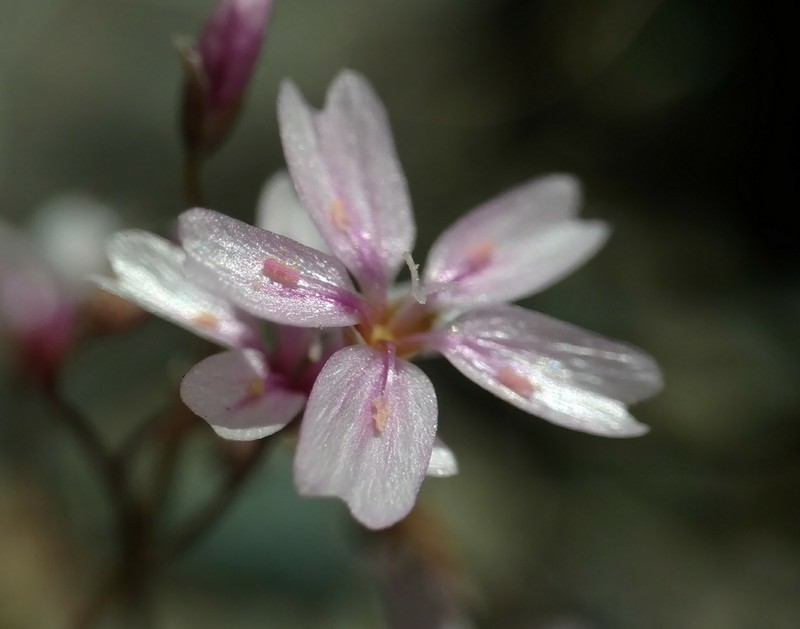 Gypsum Springbeauty photo 2