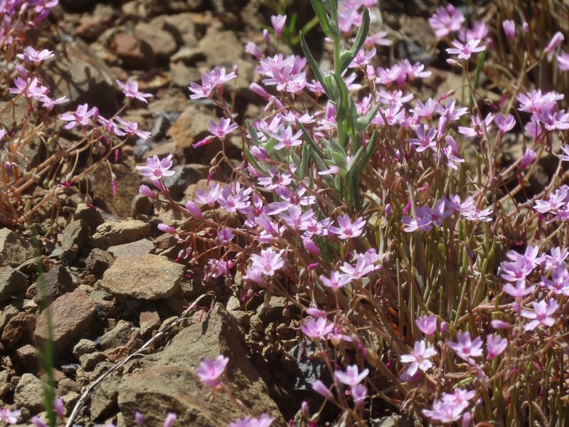 Gypsum Springbeauty photo 3