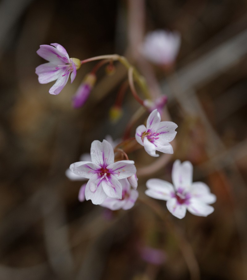 Gypsum Springbeauty photo 4