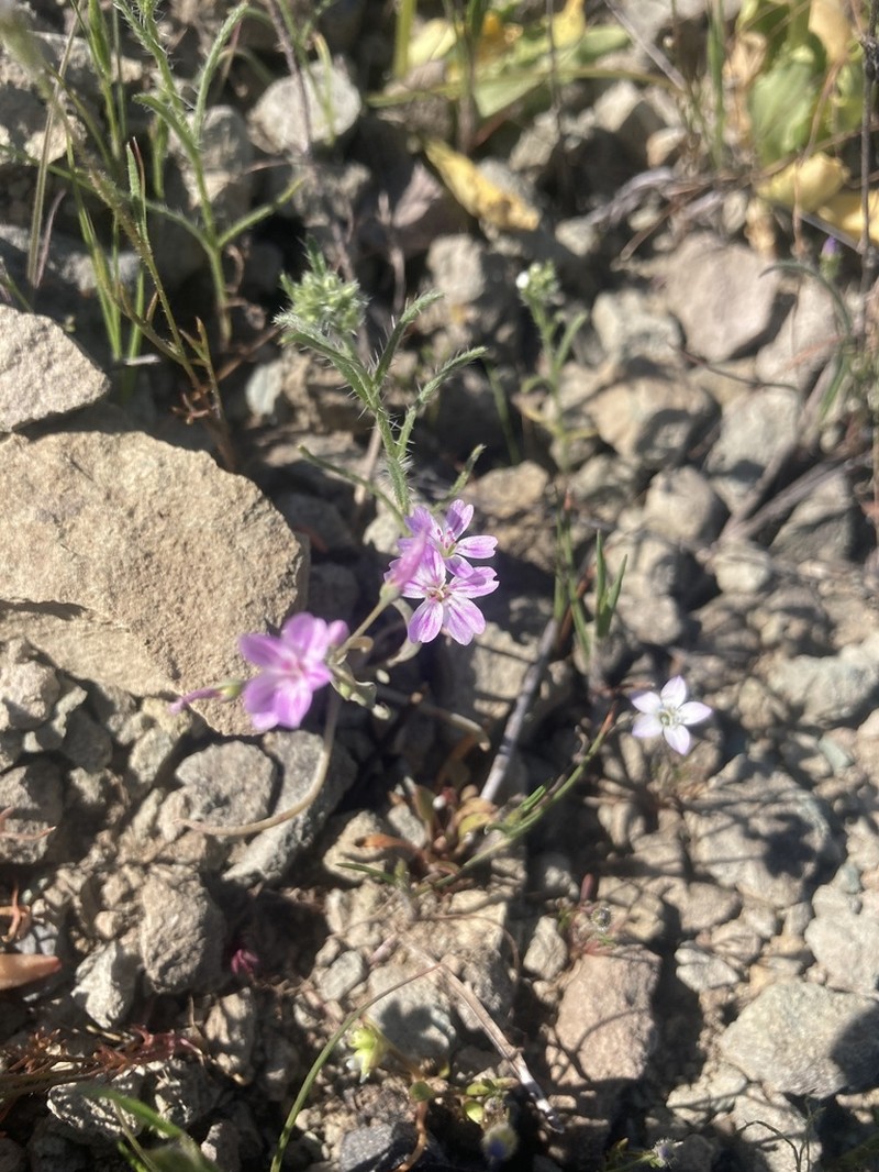 Gypsum Springbeauty photo 5