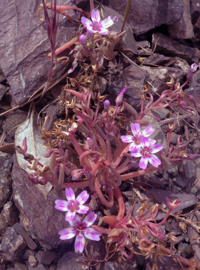 Gypsum Springbeauty photo 6