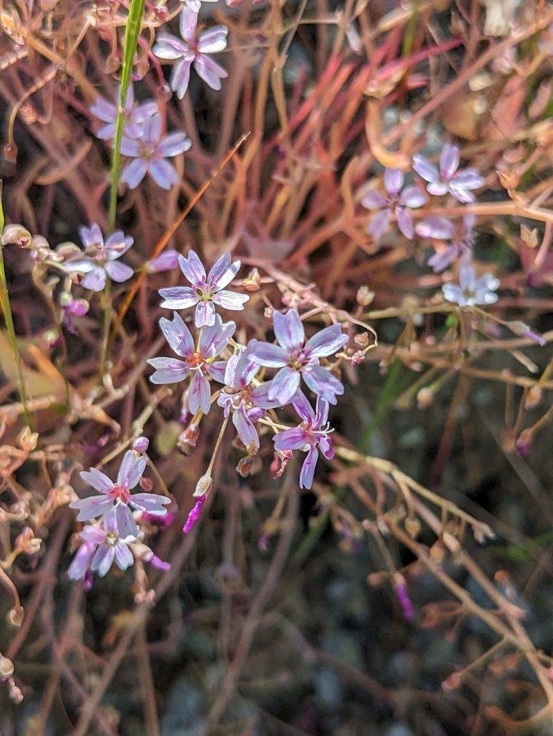 Gypsum Springbeauty photo 7