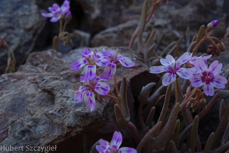 Gypsum Springbeauty photo 8