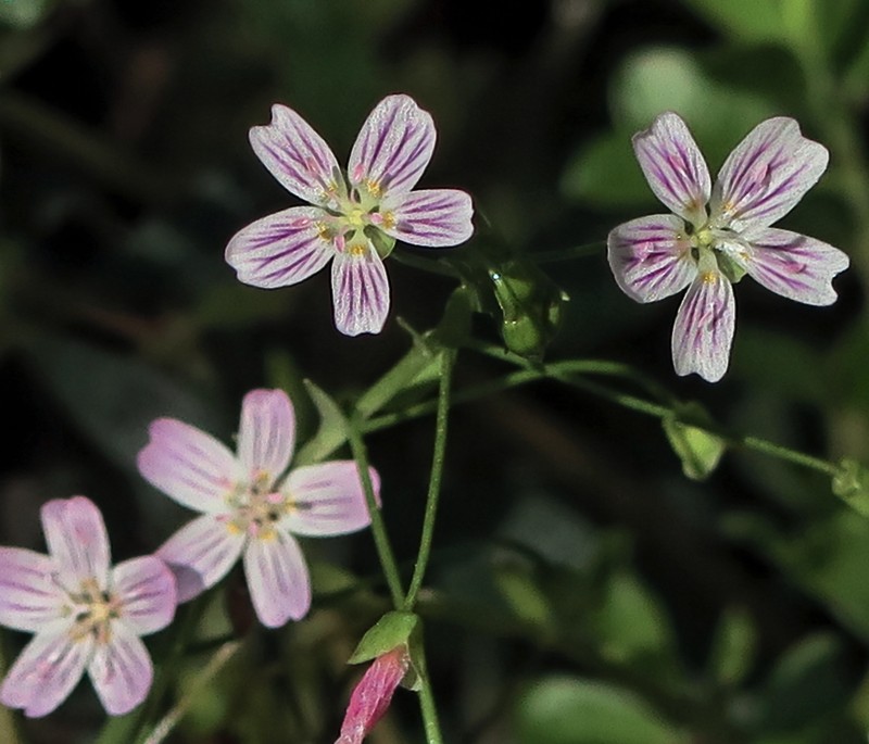 Variableleaf Springbeauty