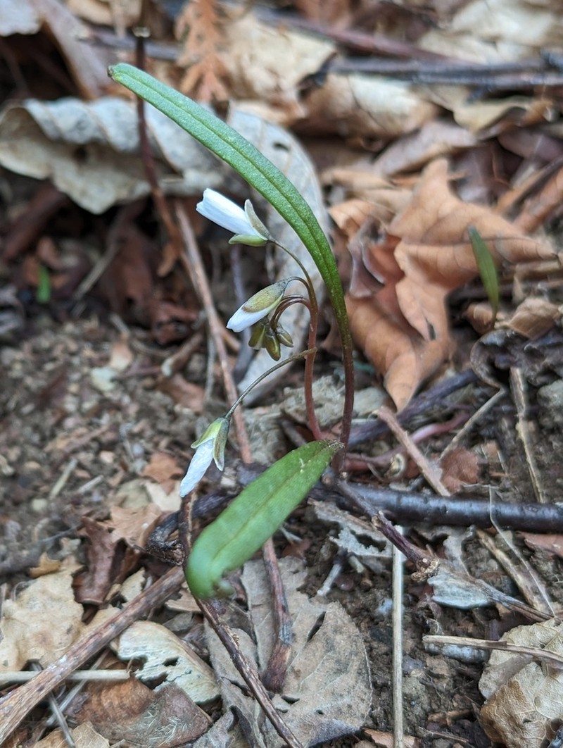 Lanceleaf Springbeauty