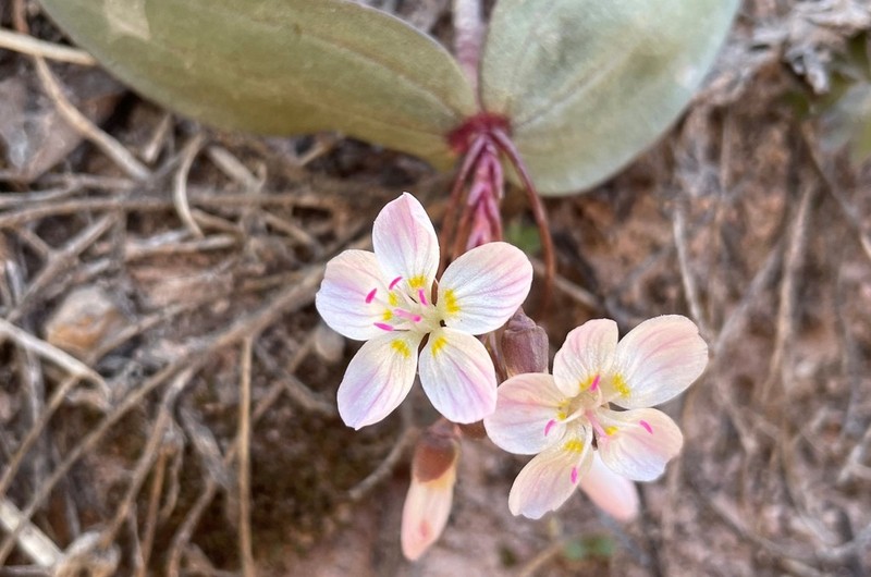 Lanceleaf Springbeauty photo 2
