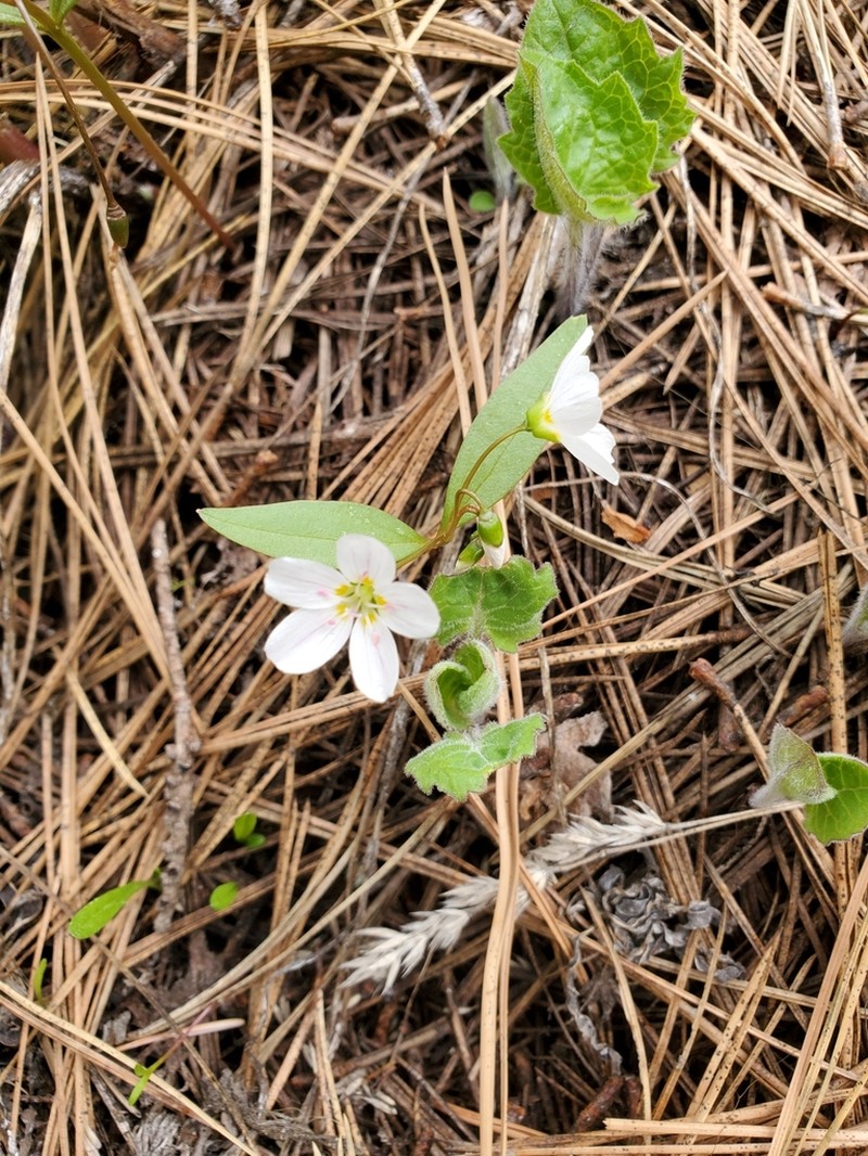 Lanceleaf Springbeauty photo 3