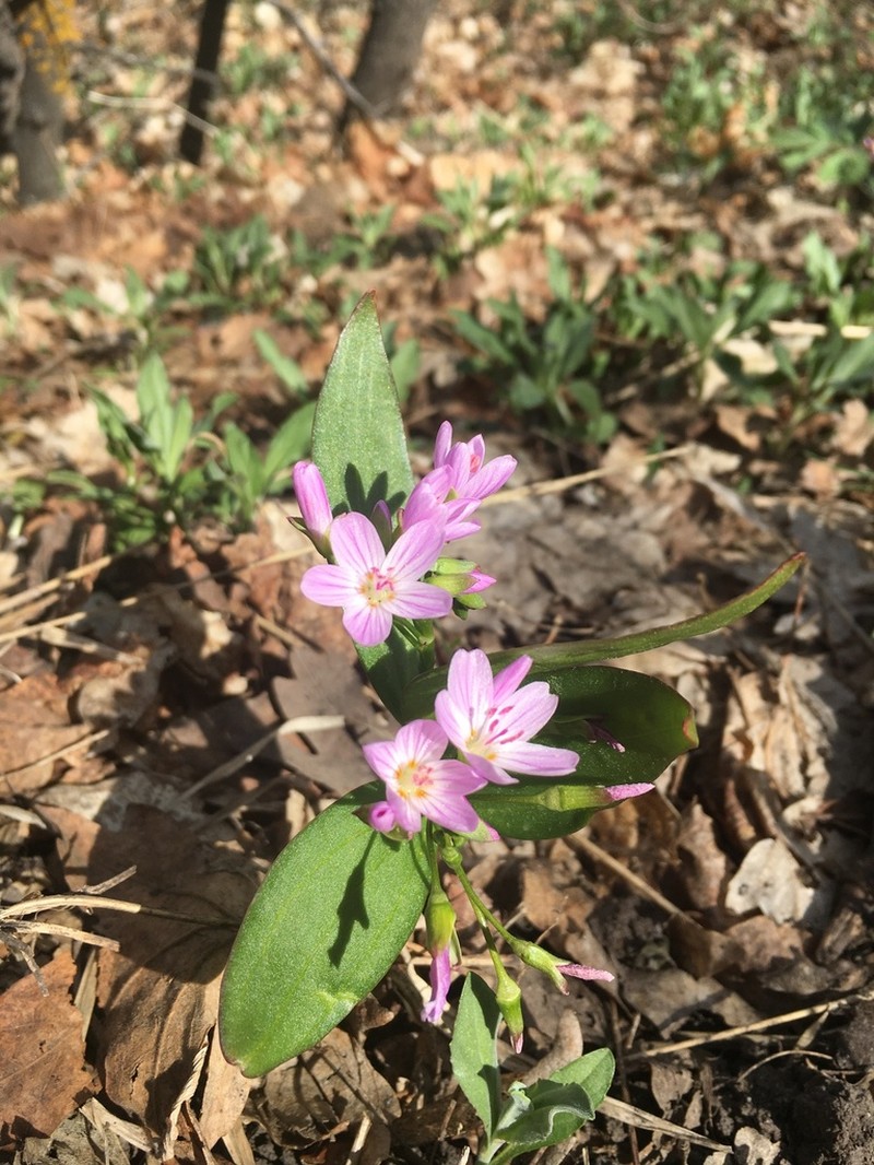 Lanceleaf Springbeauty photo 4