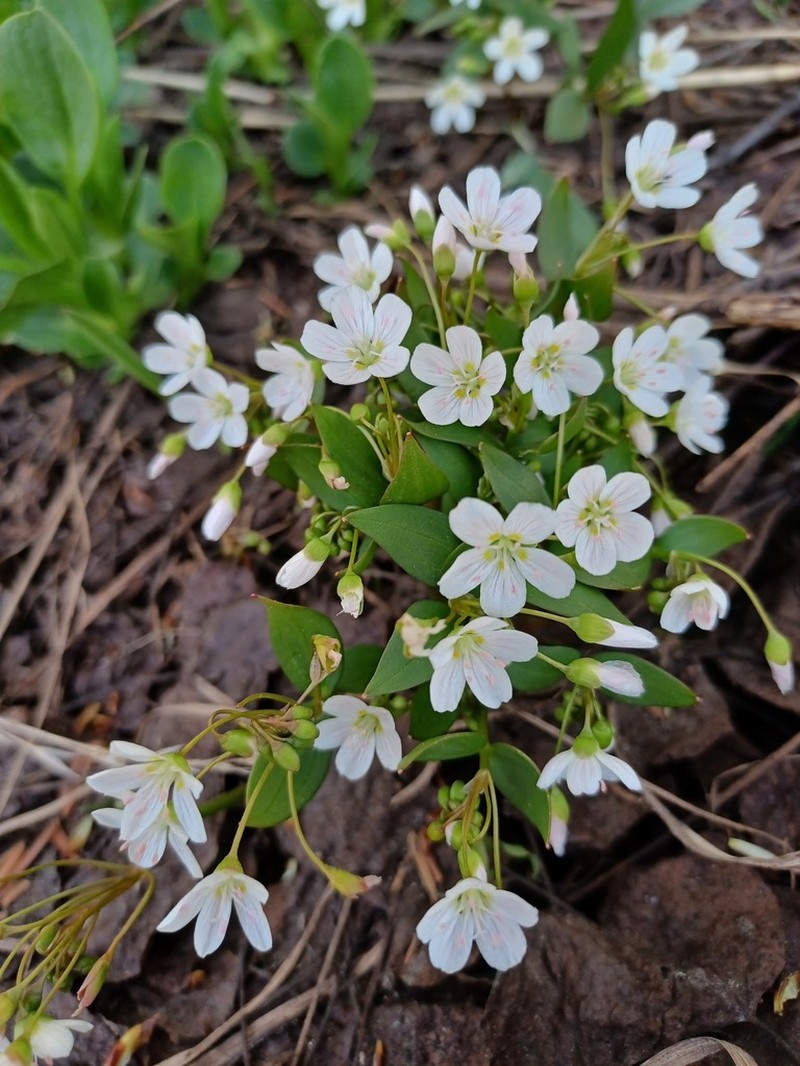 Lanceleaf Springbeauty photo 6