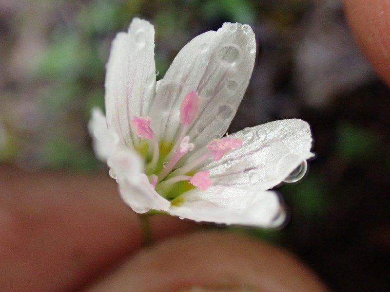 Lanceleaf Springbeauty photo 8