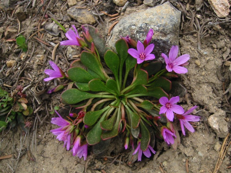 Alpine Springbeauty