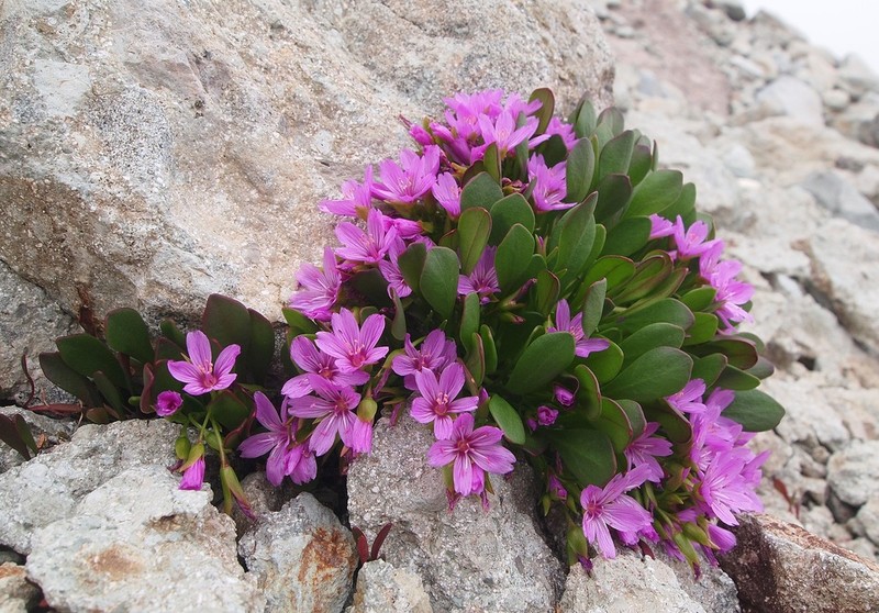 Alpine Springbeauty