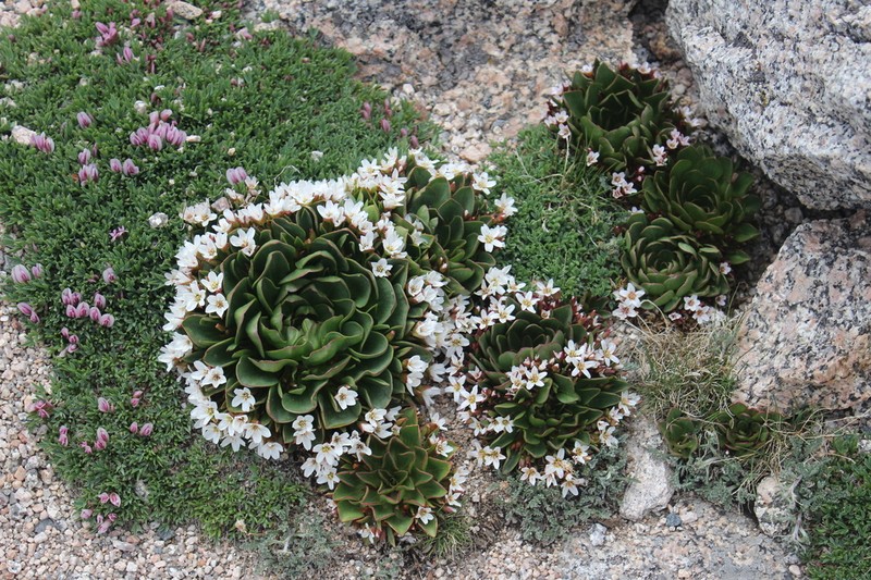 Alpine Springbeauty photo 2